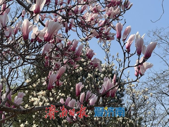 雨过天晴春光好 泉城公园玉兰引客打卡