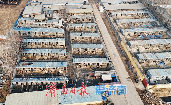 探访济南最大流浪动物基地 3000只“毛孩子”如何过冬