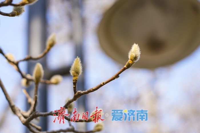 济南百花公园玉兰“含苞待放”