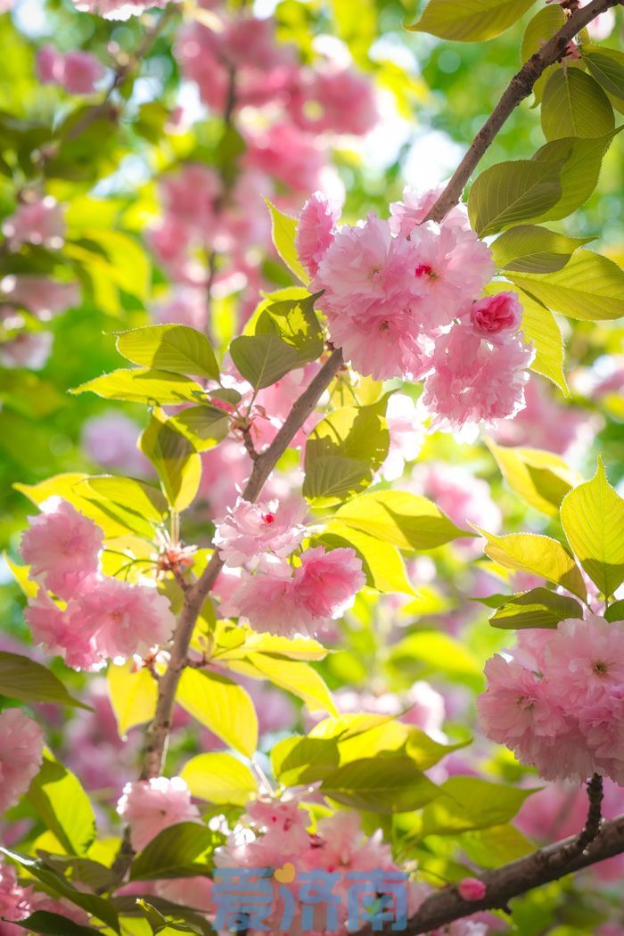 “泉”在济南过五一｜错过早樱别遗憾！五龙潭晚樱进入最佳观赏期