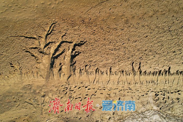 黄河济南段河床现自然 “树影” 奇观