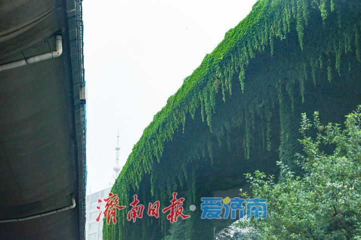 雨润泉城高架路 都市“绿野仙踪”添诗意