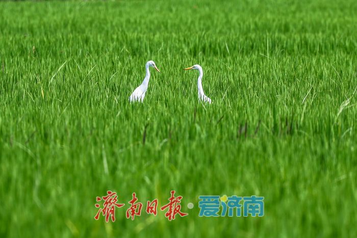 一年四季 泉在济南丨稻田与白鹭共绘乡村优美画卷