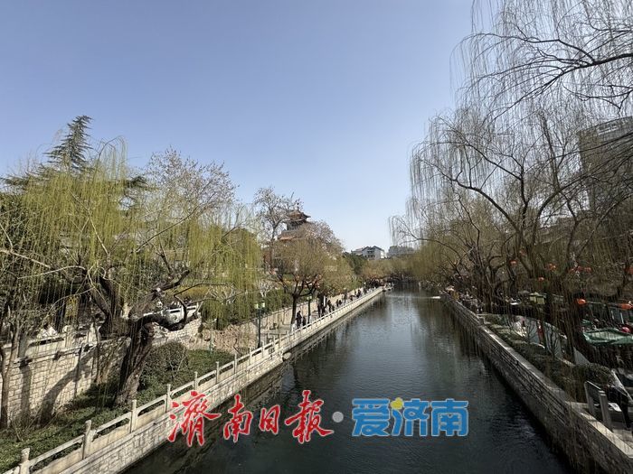 一年四季 泉在济南丨气温回升春意浓 济南柳芽初绽报早春