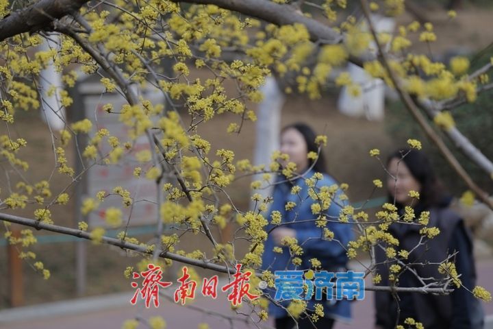 一年四季 泉在济南丨繁花似锦 泉城公园藏尽春日浪漫