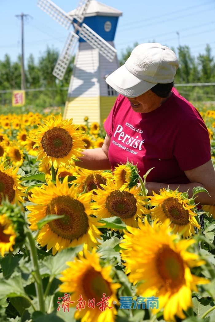 油葵花海绚烂绽放 绘就乡村旅游新画卷
