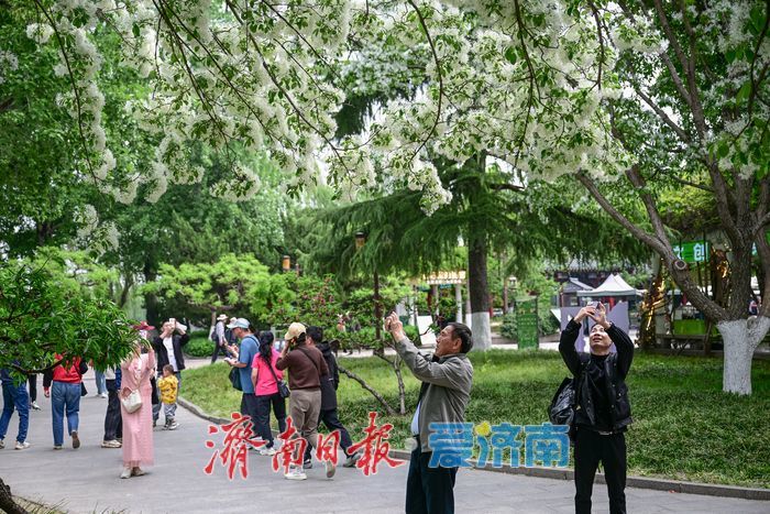 一年四季 泉在济南丨大明湖畔“四月雪” 流苏花开引客来