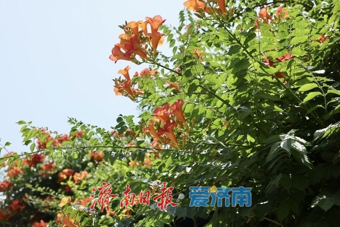 百花洲畔凌霄花开 垂挂成“红瀑”引客来