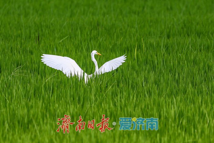 一年四季 泉在济南丨稻田与白鹭共绘乡村优美画卷