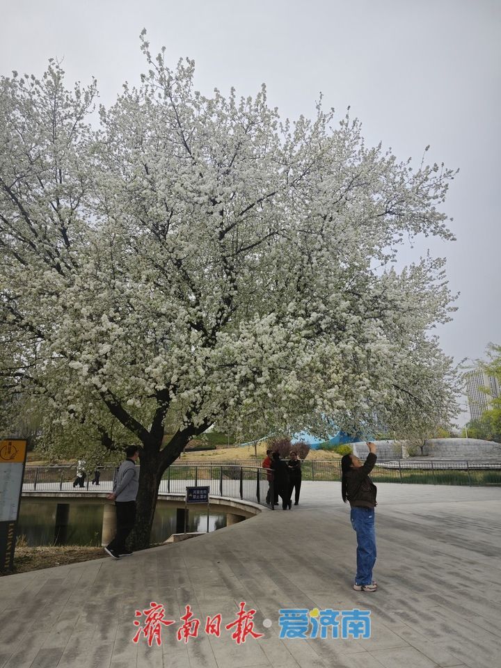 一年四季 泉在济南｜腊山河公园杜梨花开 午间赏花人气浓