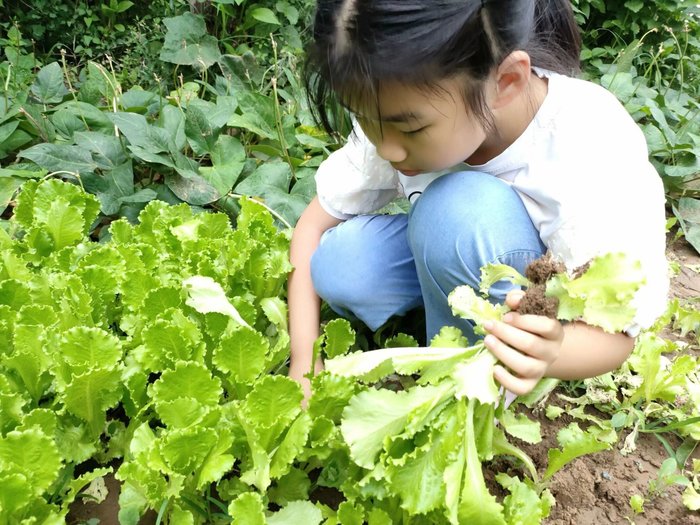 高新区鸡山小学的孩子们开启“劳动小能手”模式