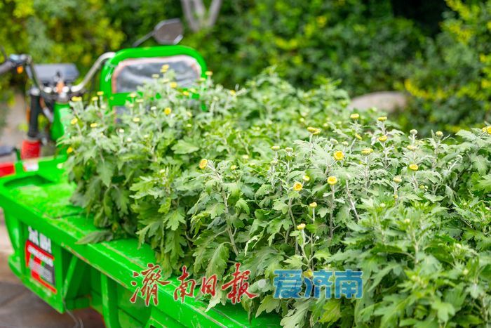 趵突泉菊花展筹备正酣，金秋文化盛宴即将开启