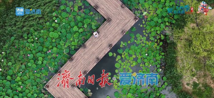 不花一分钱！济南这些绝美赏荷地，错过等一年！