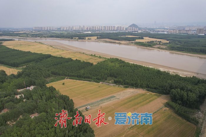 一年四季 泉在济南丨麦浪翻金！济南黄河两岸好风光