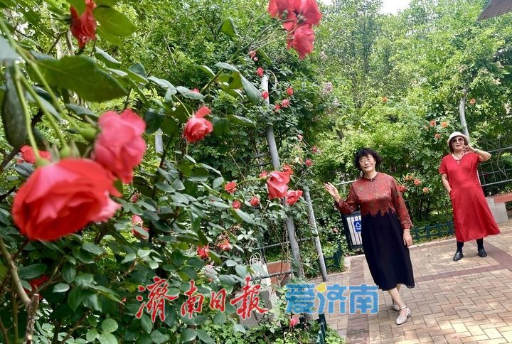 泉城五月花事浓！济南花圃公园化身“天然调色盘”