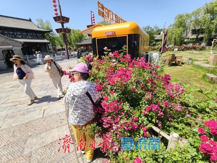 一年四季 泉在济南丨繁花织锦缎 百花洲月季扮靓泉城街巷