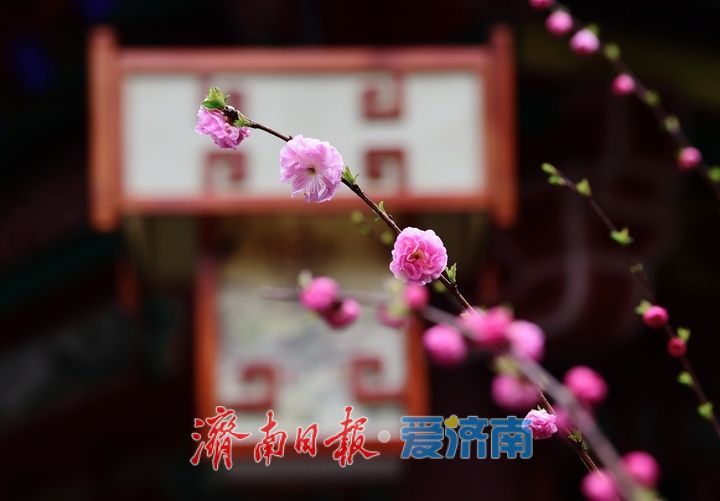 春雨润泉城花开俏争春，趵突泉畔宛如画卷引客来