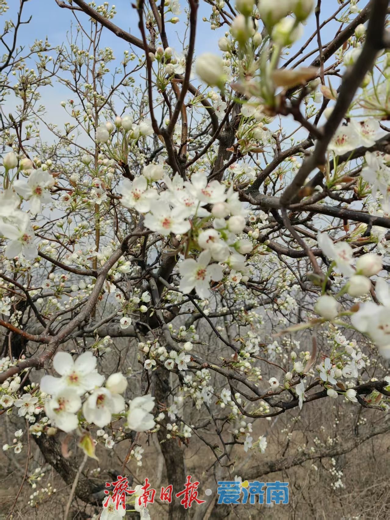 南部山区花开了，你来玩吗？高而旅游“一张图”上线，杏花连翘引领春日乡村游热潮