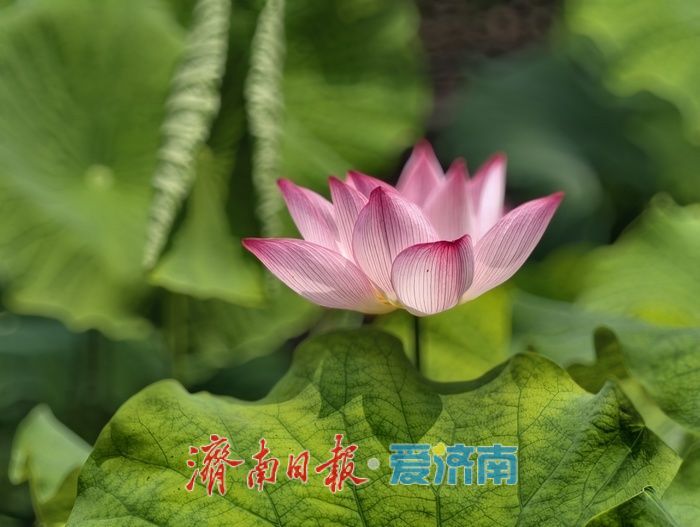一年四季 泉在济南丨荷风送香满泉城，泉城公园荷花进入最佳观赏期