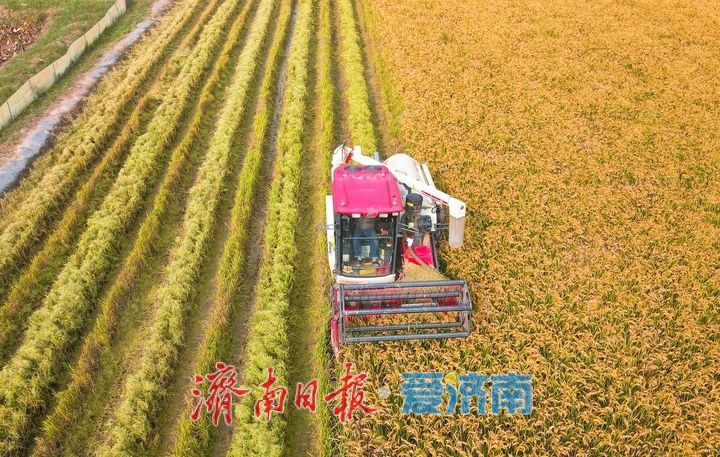 稻浪翻滚收割忙， 雨后抢收保归仓