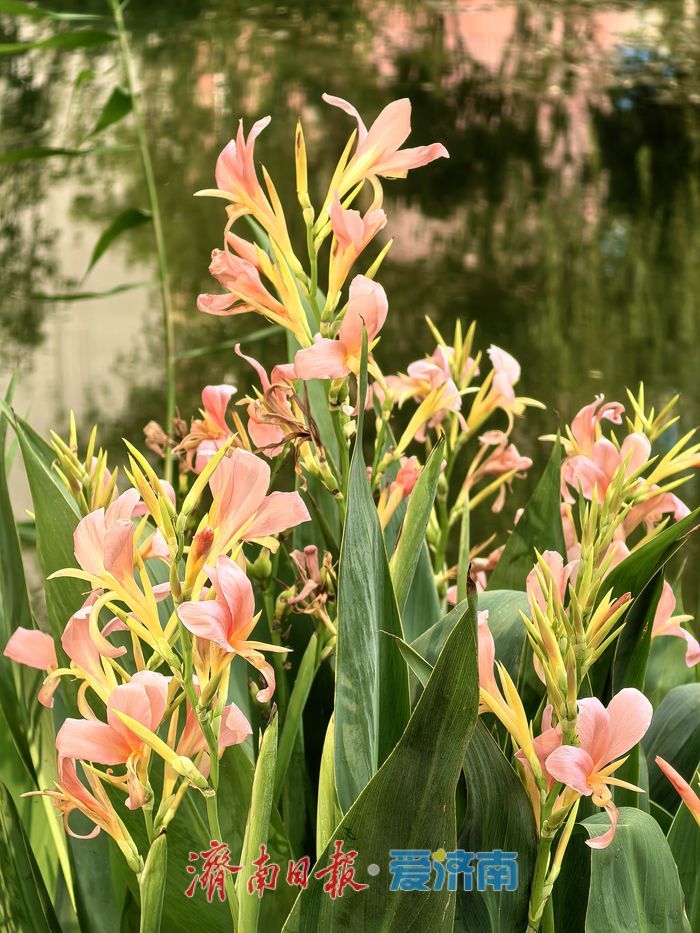 一年四季 泉在济南丨漫步、垂钓、赏景！腊山河畔邂逅初夏美好时光