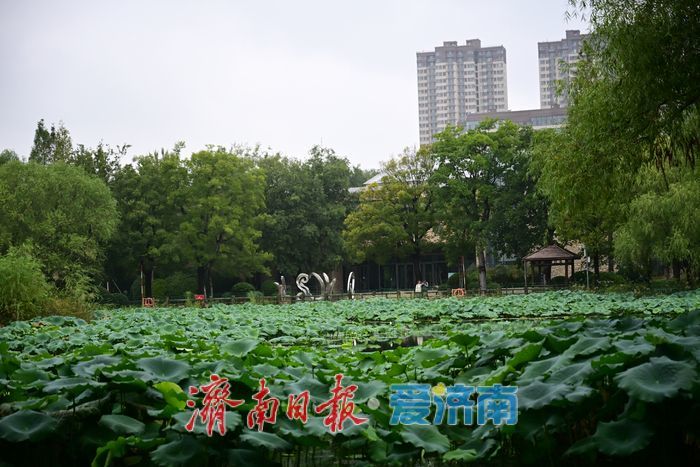 一年四季 泉在济南丨雨后泉城绿意浓，济南森林公园焕发活力