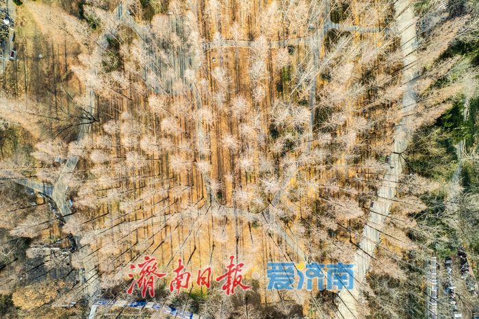 轨交直达冬日秘境，泉城公园成打卡“新宠”