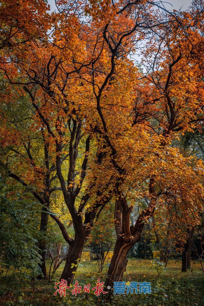 一年四季 泉在济南丨济南南郊宾馆公园：古桥红叶相辉映，满园秋意醉游人