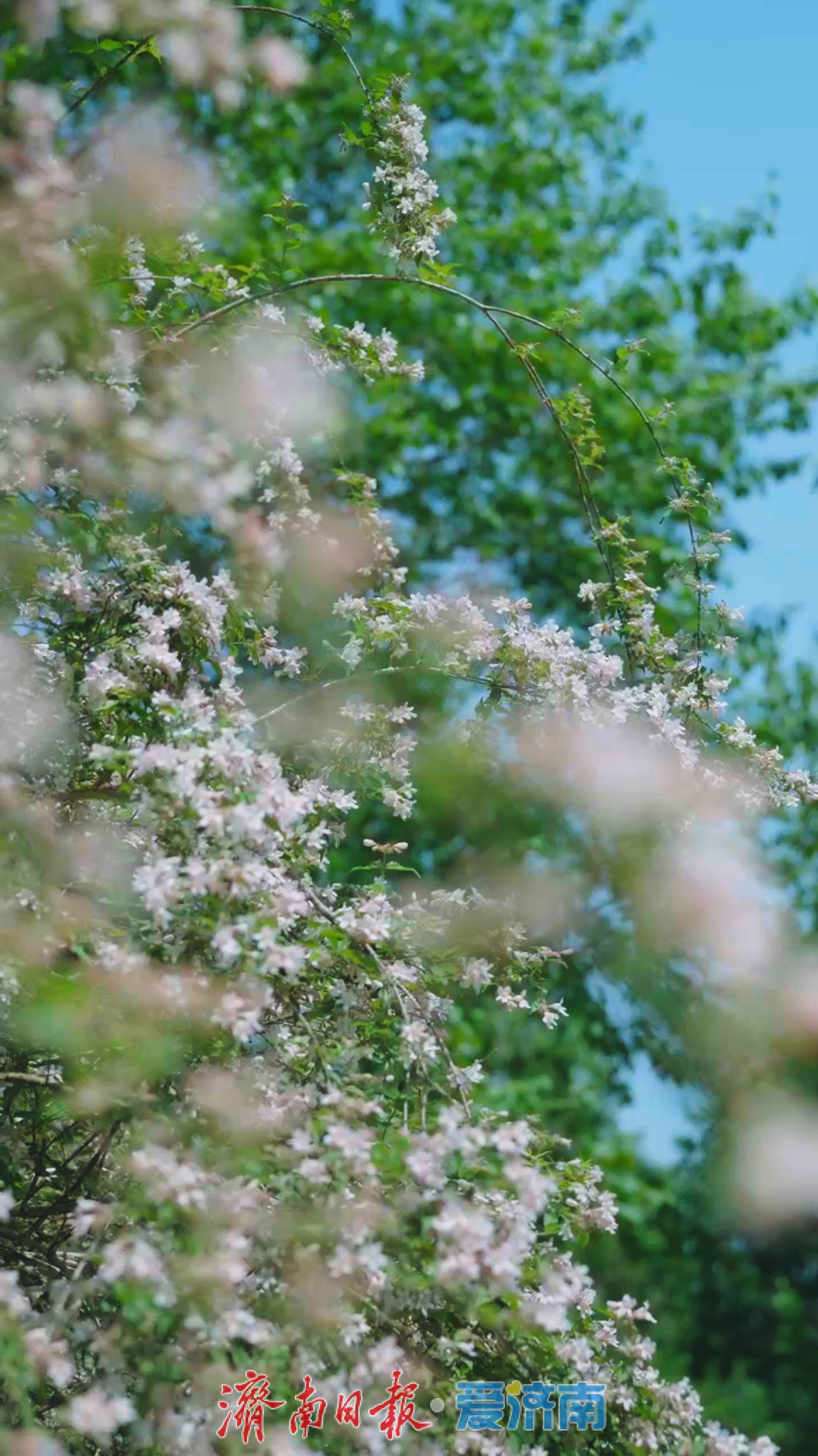 济南植物园春日限定“顶流”出道！快来一键收藏打卡攻略