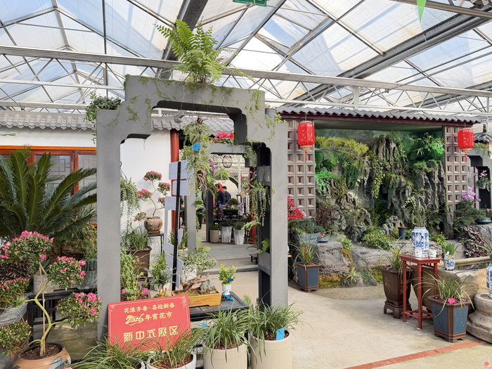 花漾齐鲁·喜迎新春 2026年宵花市盛大开幕