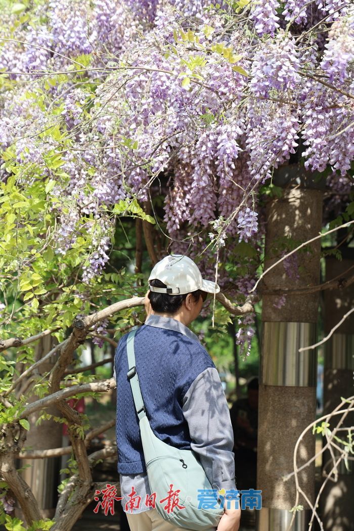 泉城公园“紫藤瀑布”成为新晋打卡点