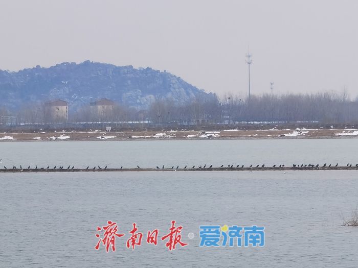 泉城春意浓，水鸟 “绘春图”