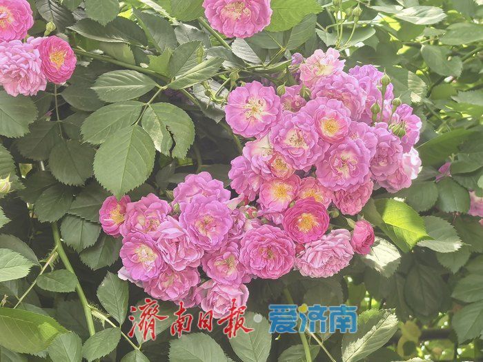 蔷薇漫墙！槐荫新晋小众打卡点邂逅春日浪漫