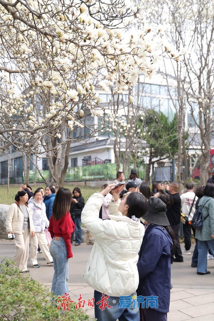 玉兰花开春意浓