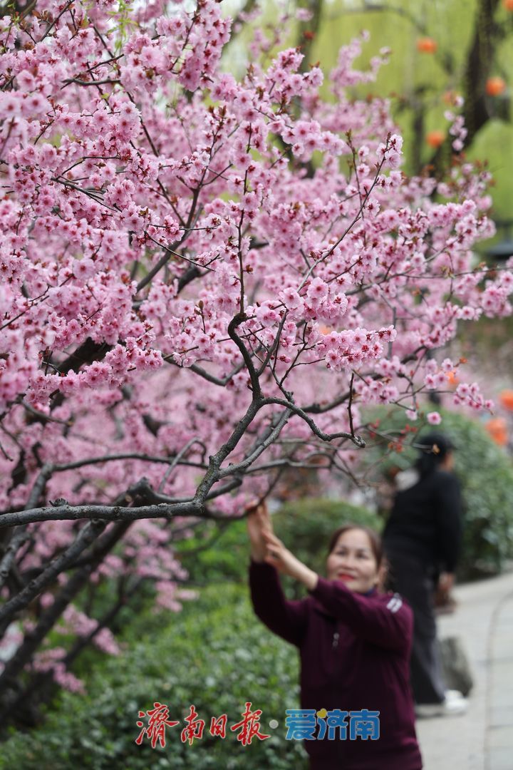 趵突泉春意浓 美人梅盛放醉游人