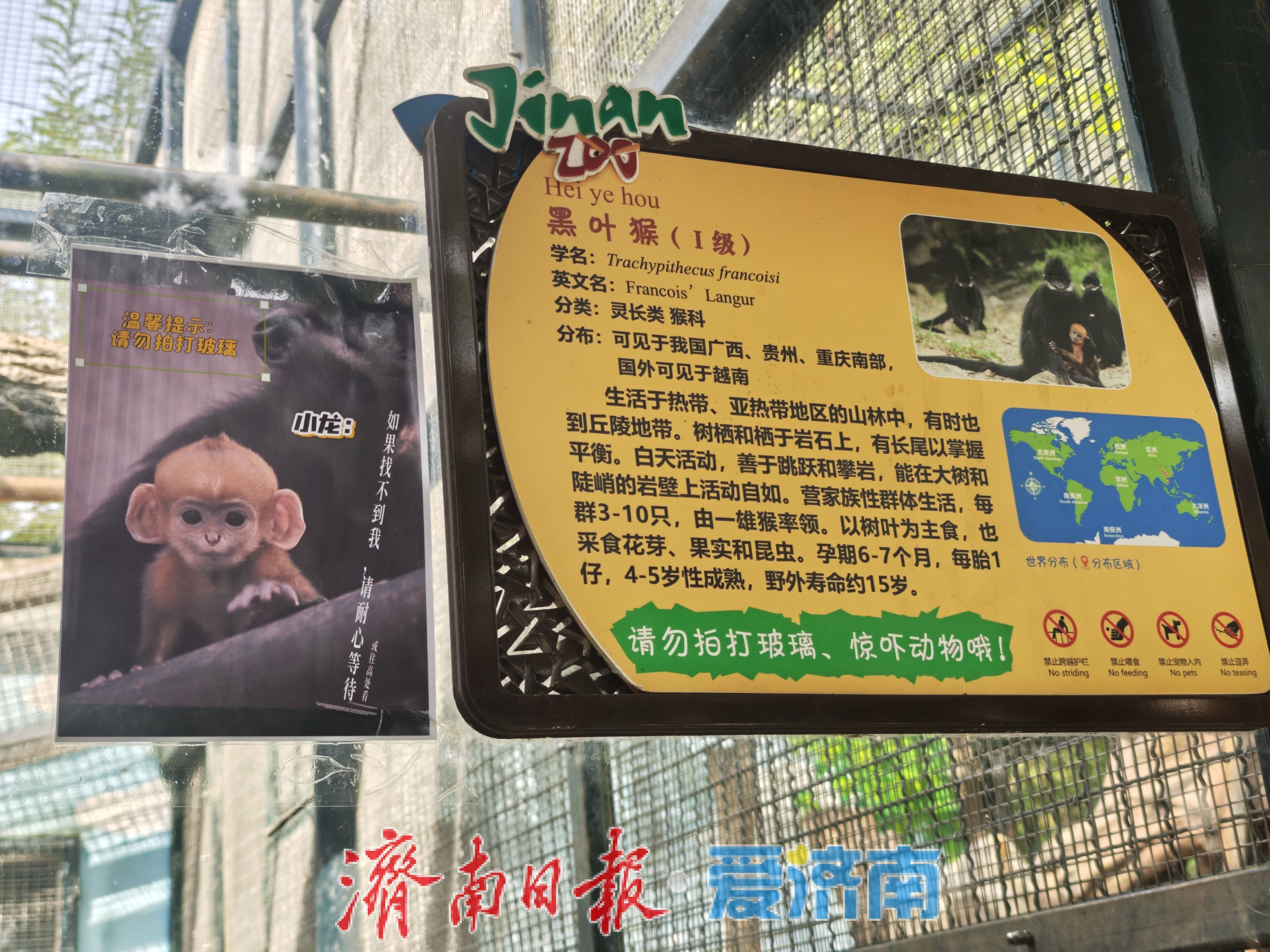 济南动物园高颜值猴宝宝“小龙”走红，头顶渐黑，打卡要趁早