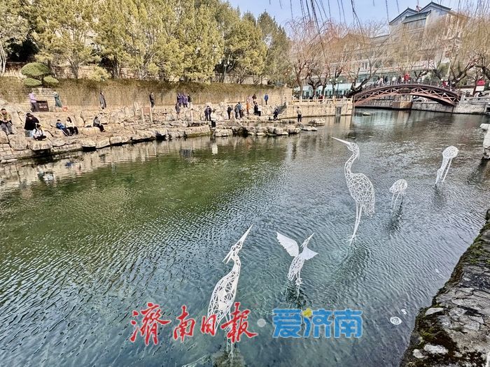 一年四季 泉在济南丨鹭舞清泉 景入画境 济南护城河畔添新景