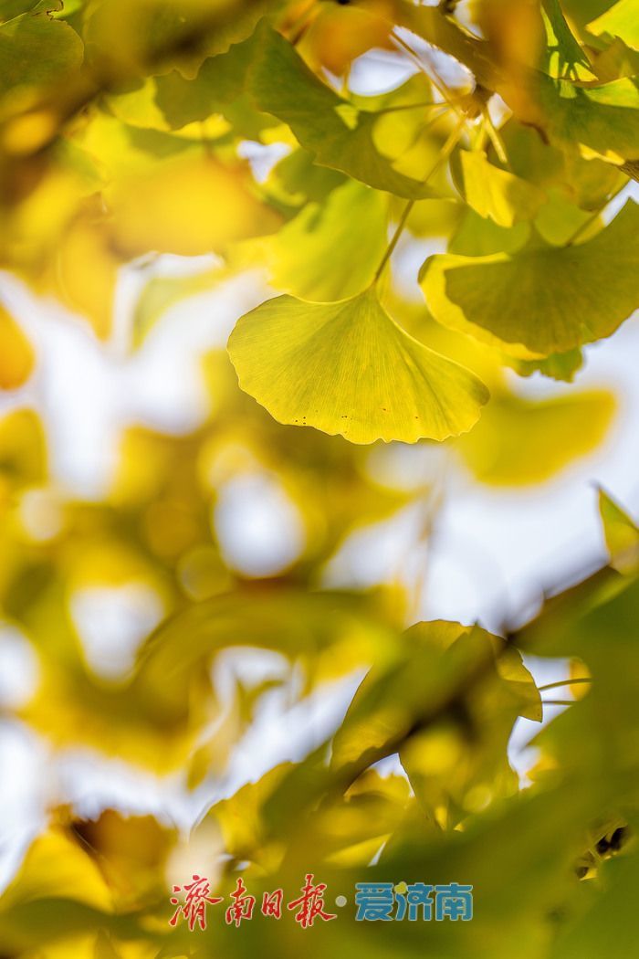 一年四季 泉在济南 