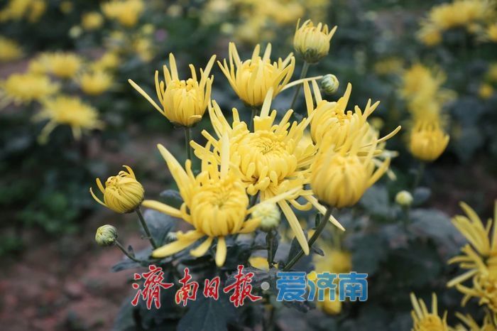 春日暖阳，带你奔赴浪漫花约，济南市特色林果赏花攻略来啦→