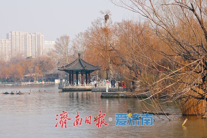 诗意满满！明湖冬韵 美不胜收