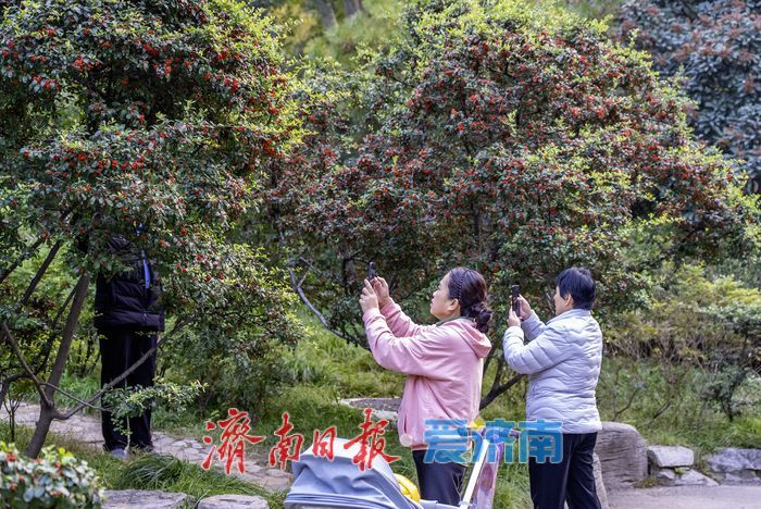 秋意正浓！百花公园披上“五彩霓裳”
