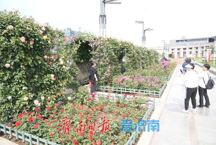五彩月季烂漫绽放，泉城广场成梦幻花海