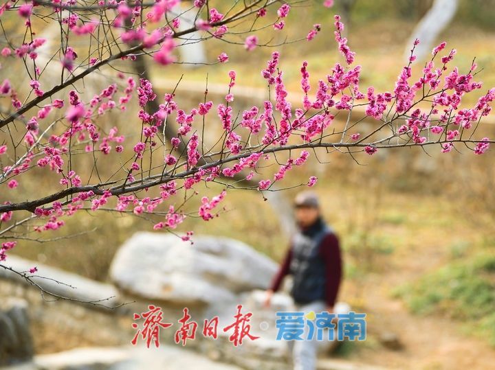 一年四季 泉在济南丨春日“香”约佛慧山，梅开溪畔花满枝