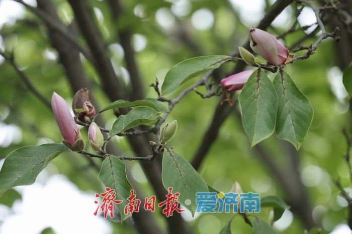 一年四季 泉在济南丨初秋济南百花公园现奇景 玉兰花二度绽放添生机