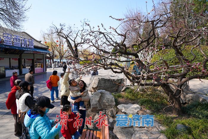 一年四季 泉在济南丨大明湖杏花绽放醉游人
