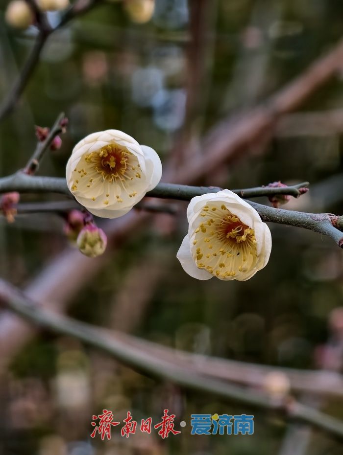 一年四季 泉在济南丨遇见“梅”好！元旦假期济南泉畔白梅盛开