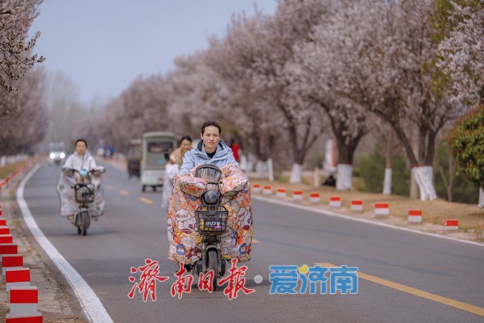 济南黄河大堤紫叶李大道进入最佳观赏期 春日盛景引市民打卡