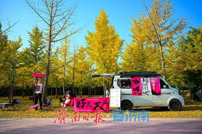 一年四季 泉在济南丨金叶翩跹母亲河 百亩银杏绘就生态画卷