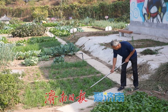 牛王村辟出“老年菜园” 60岁以上老人免费种好菜