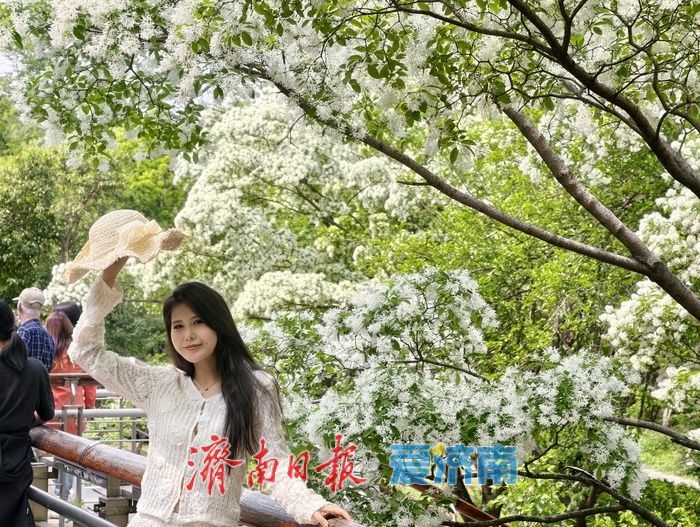 一年四季 泉在济南｜泉城公园流苏盛放，风过枝头满是温柔